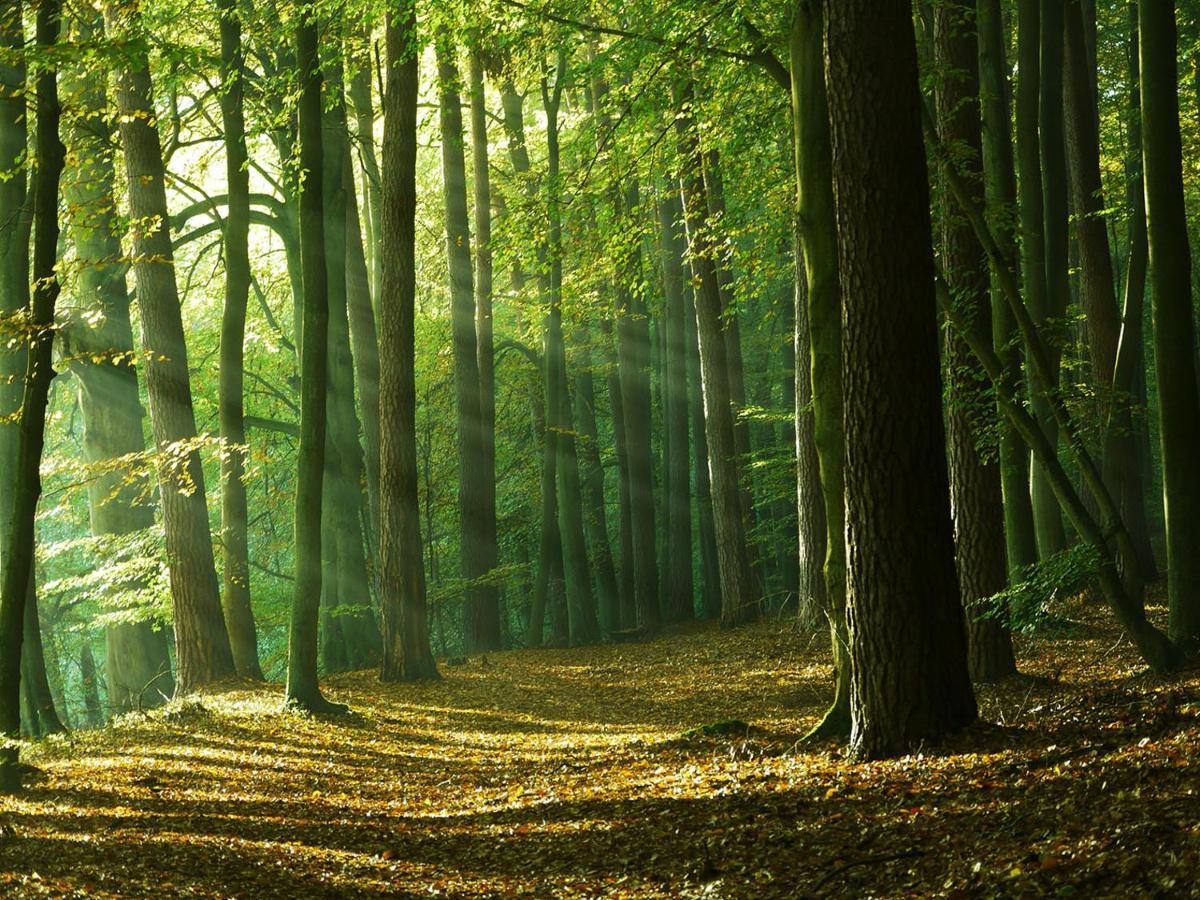 Waldschenke Stendenitz Uebernachten Im Wald Am See Neuruppin Εξωτερικό φωτογραφία